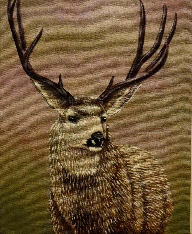 Deer, whitetail deer, elk, hunting,